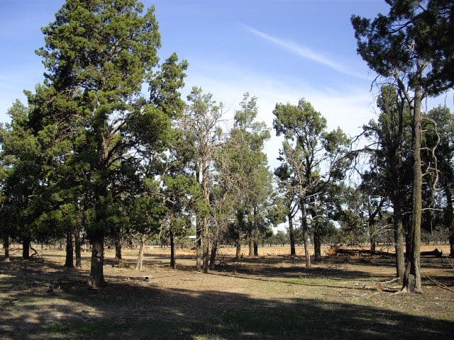 Lot 5 Thyra Road, MOAMA NSW 2731, Moama - Thumbnail 3