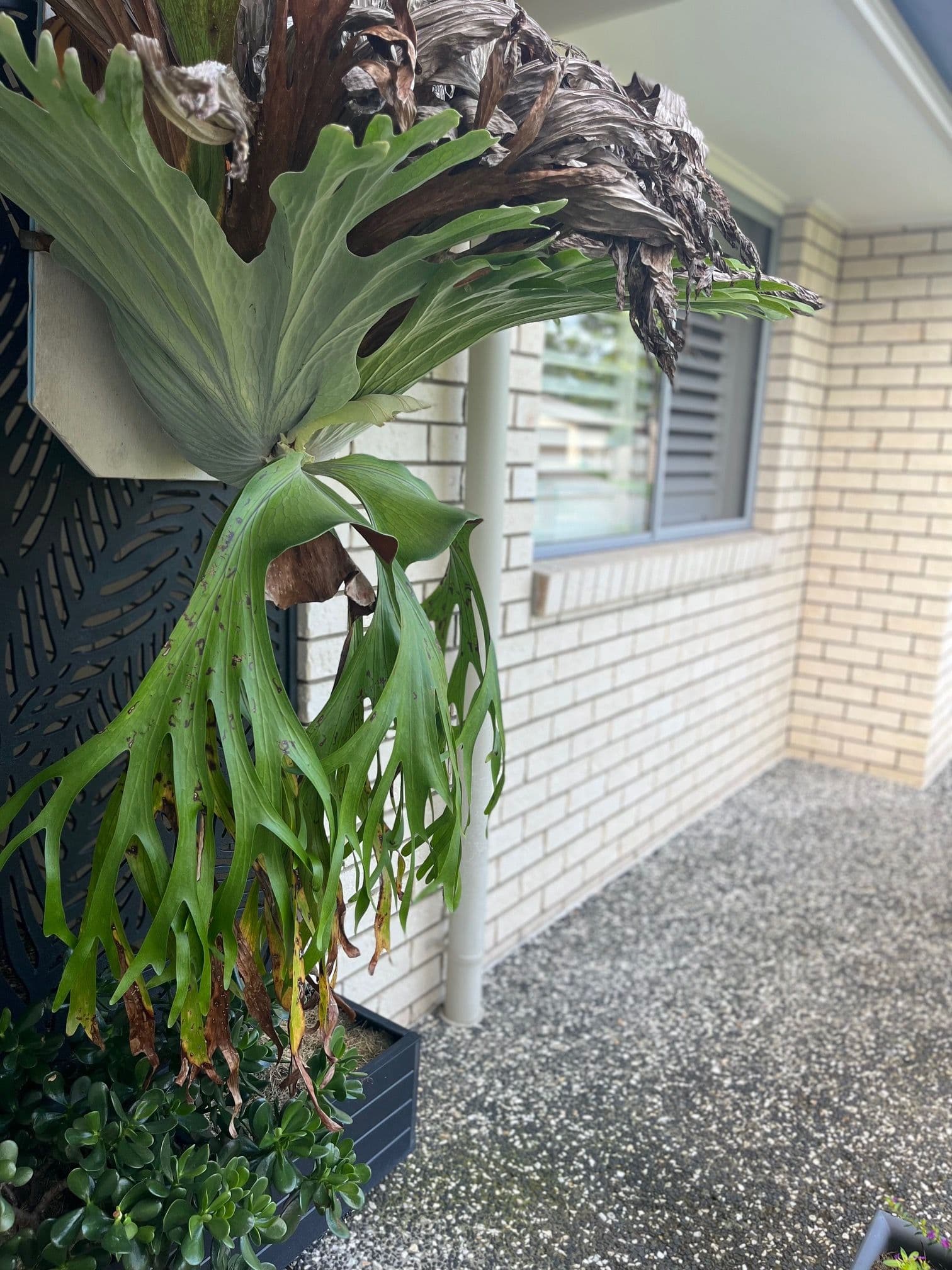 17 Maple Court, Yandina QLD 4561, Yandina - Image 1