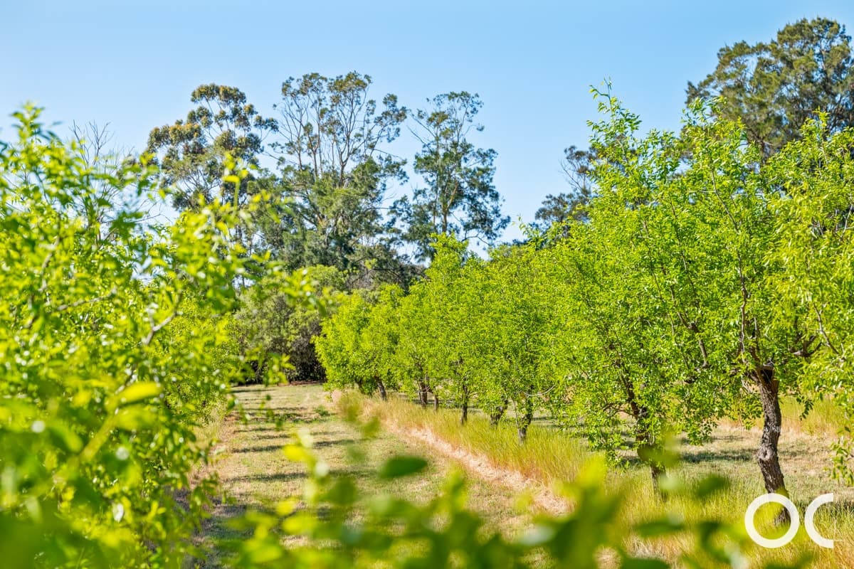 139 McLaren Flat Road, McLaren Flat - Thumbnail 3