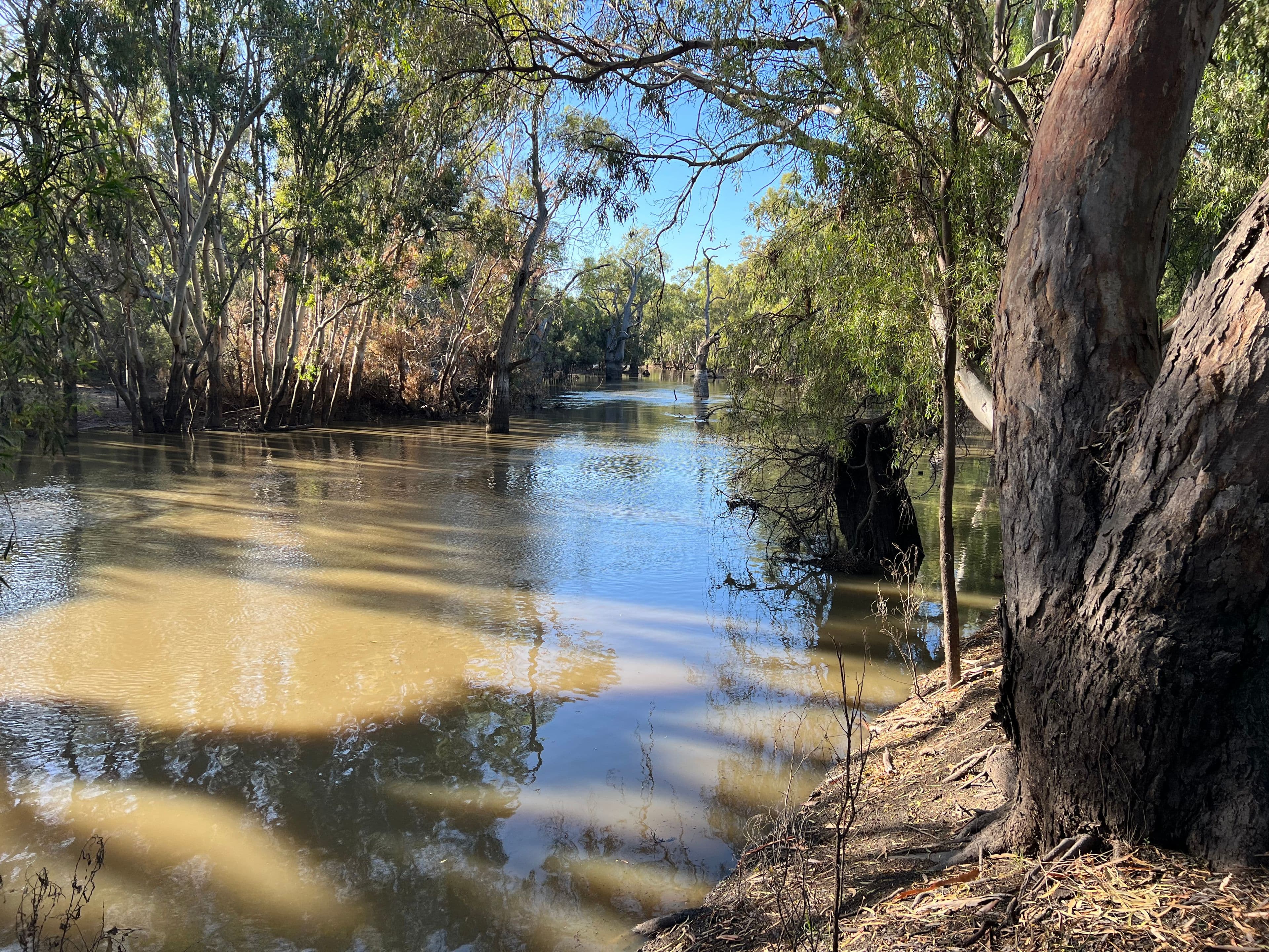 139 Billabong Creek Drive, Conargo NSW 2710, Conargo - Thumbnail 8