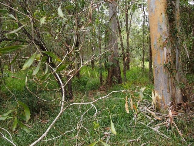 434 Oregan Creek Road, TOOGOOM QLD 4655, Toogoom - Thumbnail 8