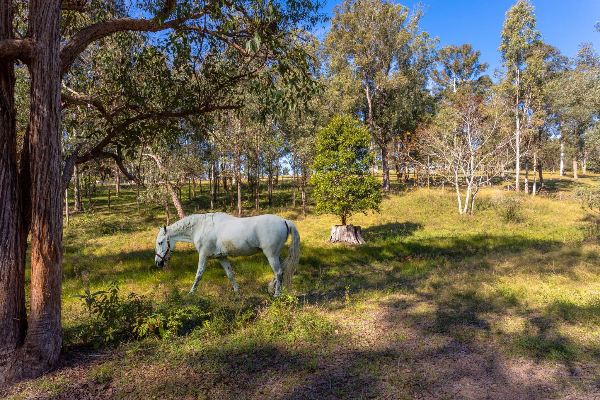 18 Kingfisher Drive, Wingham NSW 2429, Wingham - Thumbnail 5