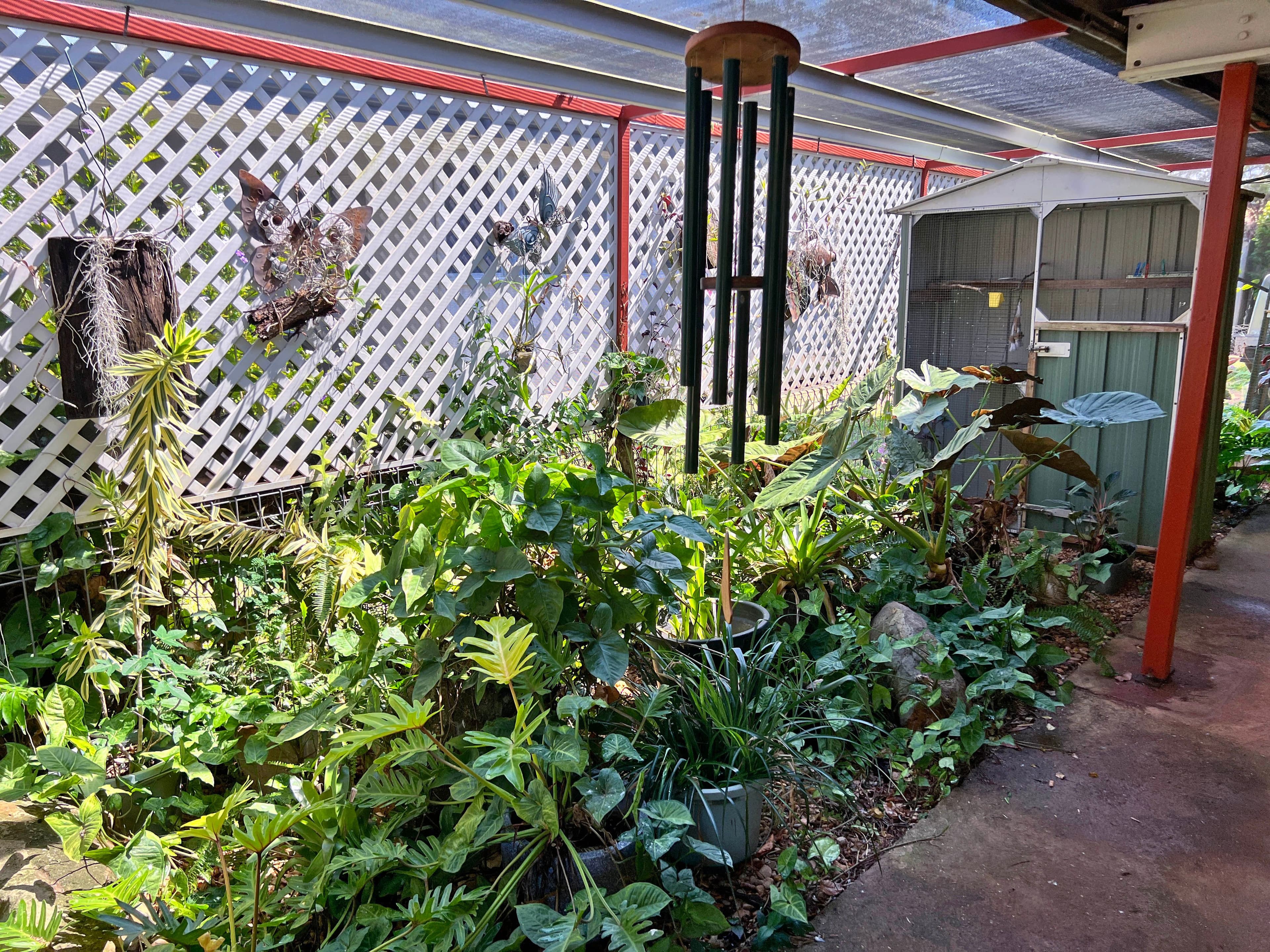 31 Wattle Street, Walkamin QLD 4872, Walkamin - Thumbnail 4