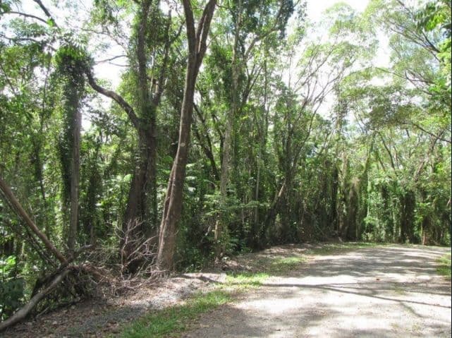 Lot 36 Ronald Road, Daintree QLD 4873, Daintree - Thumbnail 3