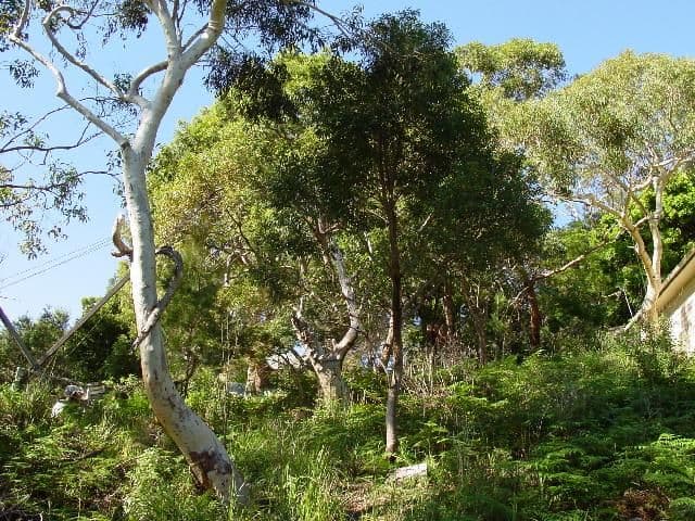 MAIANBAR NSW 2230, Maianbar - Thumbnail 8