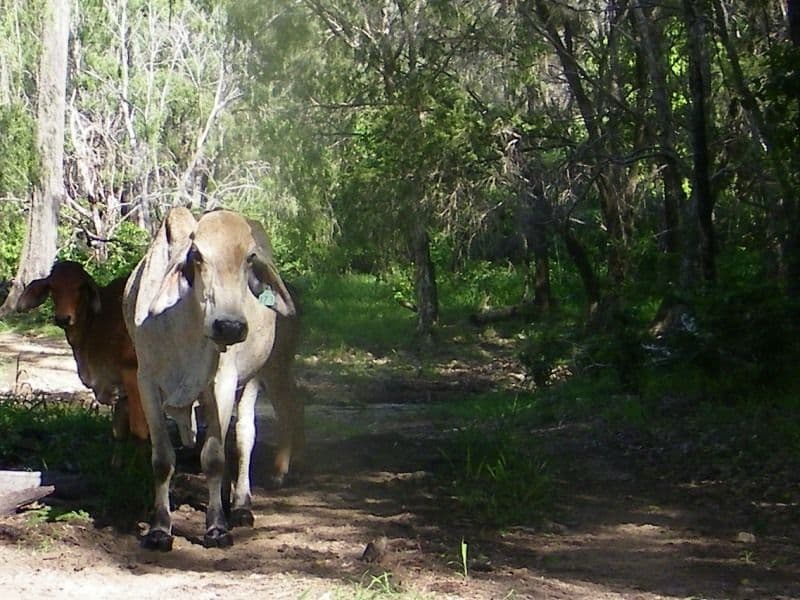 1221 Dude Ranch Road, IVERAGH QLD 4680, Iveragh - Thumbnail 2
