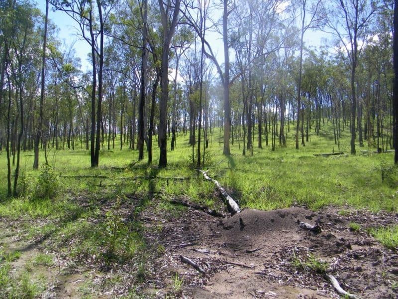 1221 Dude Ranch Road, IVERAGH QLD 4680, Iveragh - Thumbnail 6