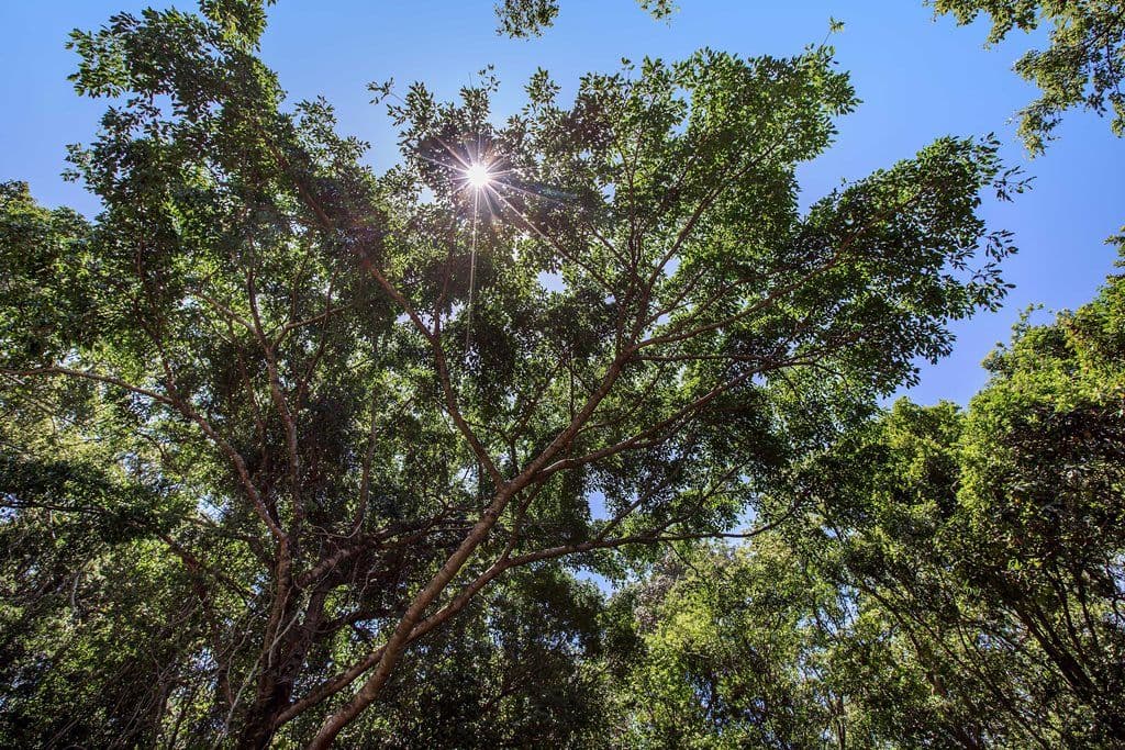 34B Nyes Crescent, BUDERIM QLD 4556, Buderim - Thumbnail 6