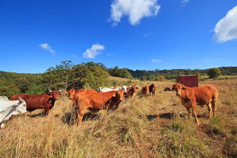 Lot 12, 349 Balmoral Road, MONTVILLE QLD 4560, Montville - Thumbnail 2