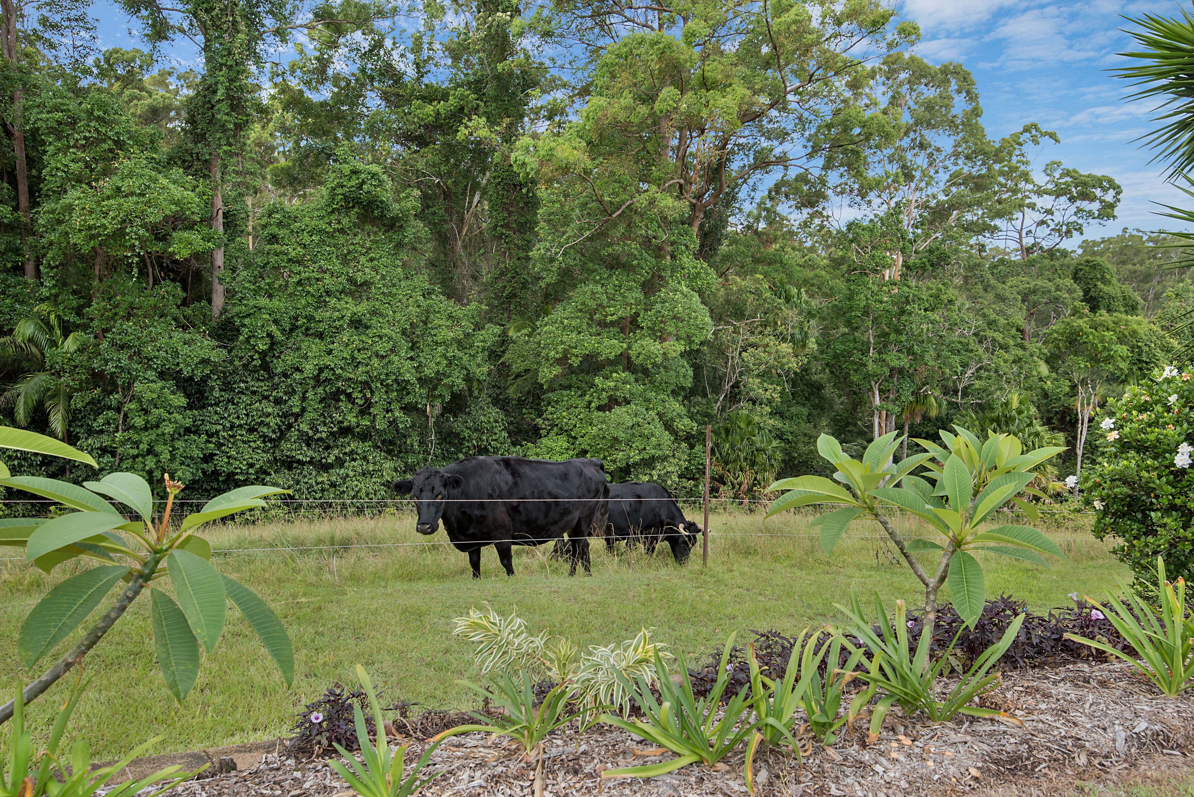 58 Elisabeth Valley Place, Ilkley QLD 4554, Ilkley - Thumbnail 8