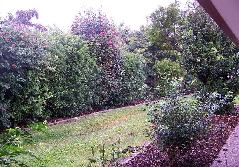 31 Avocado Street, ELANORA QLD 4221, Elanora - Thumbnail 8