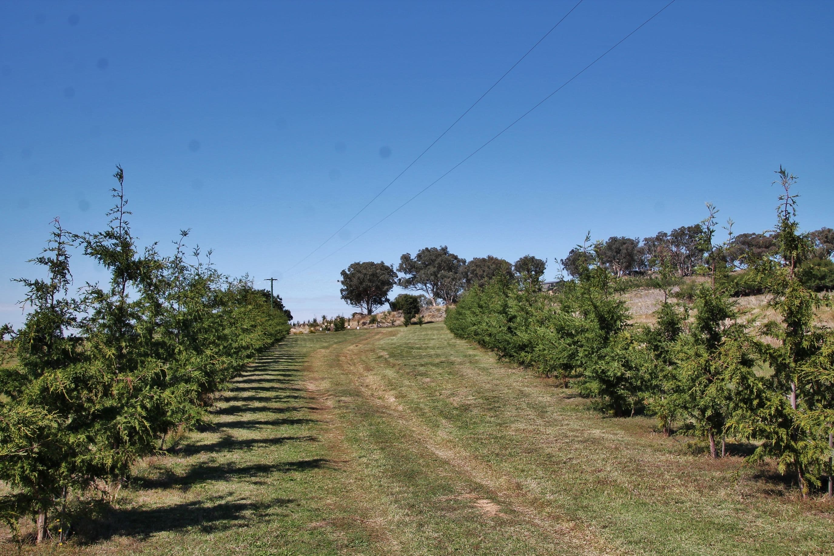 20 Curtis Place, Young NSW 2594, Young - Thumbnail 3