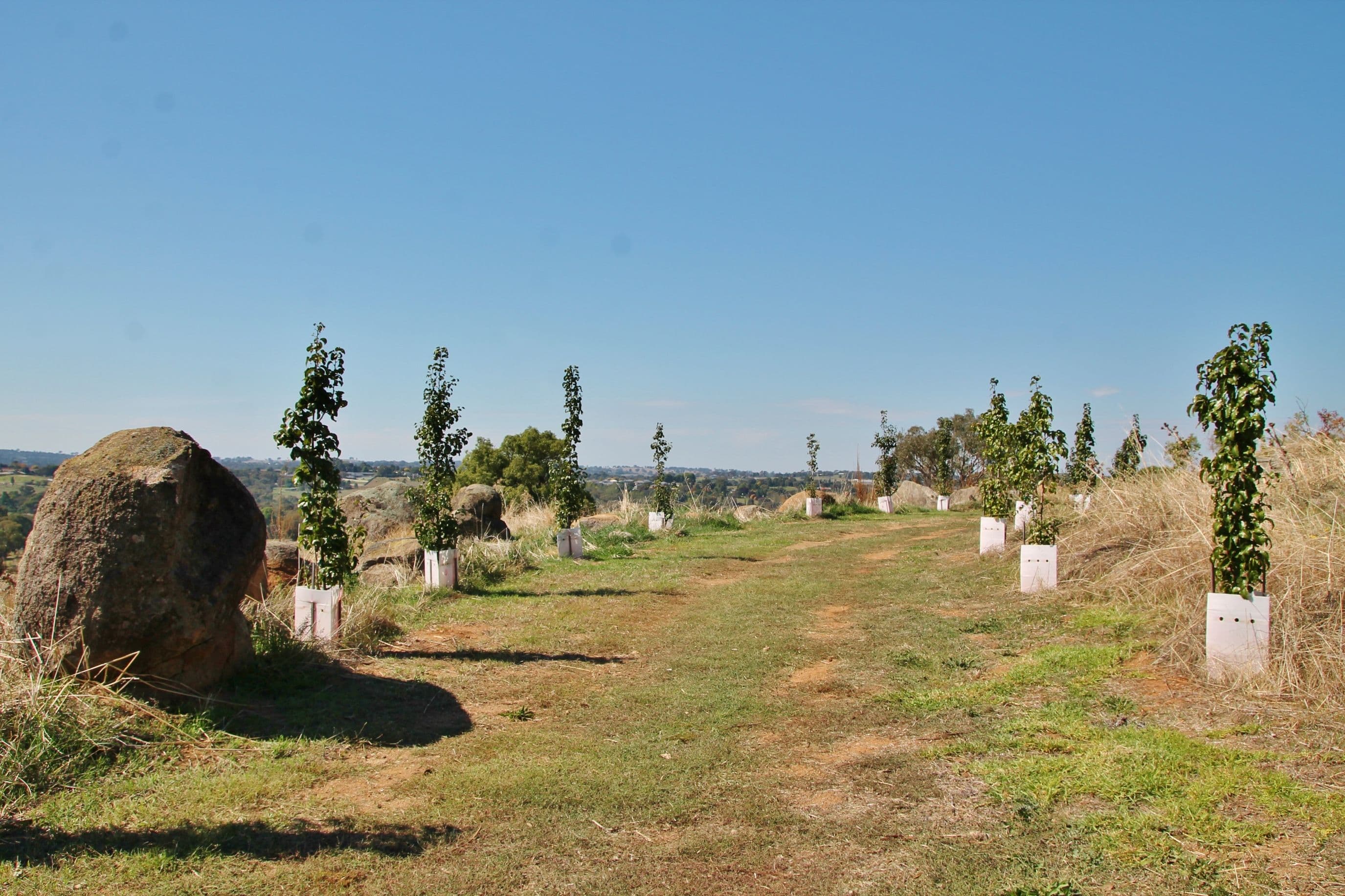 20 Curtis Place, Young NSW 2594, Young - Thumbnail 6
