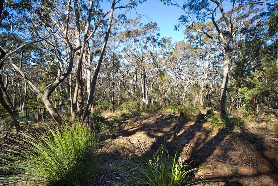 29 Braeside Street, Blackheath NSW 2785, Blackheath - Thumbnail 2