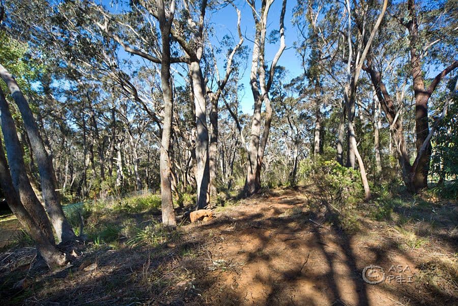 29 Braeside Street, Blackheath NSW 2785, Blackheath - Thumbnail 3