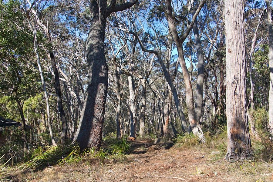 29 Braeside Street, Blackheath NSW 2785, Blackheath - Thumbnail 4