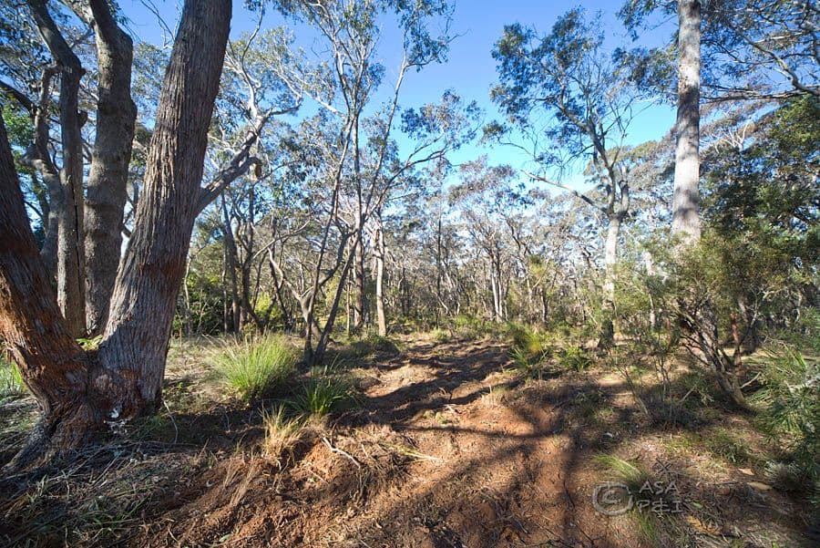 29 Braeside Street, Blackheath NSW 2785, Blackheath - Thumbnail 6