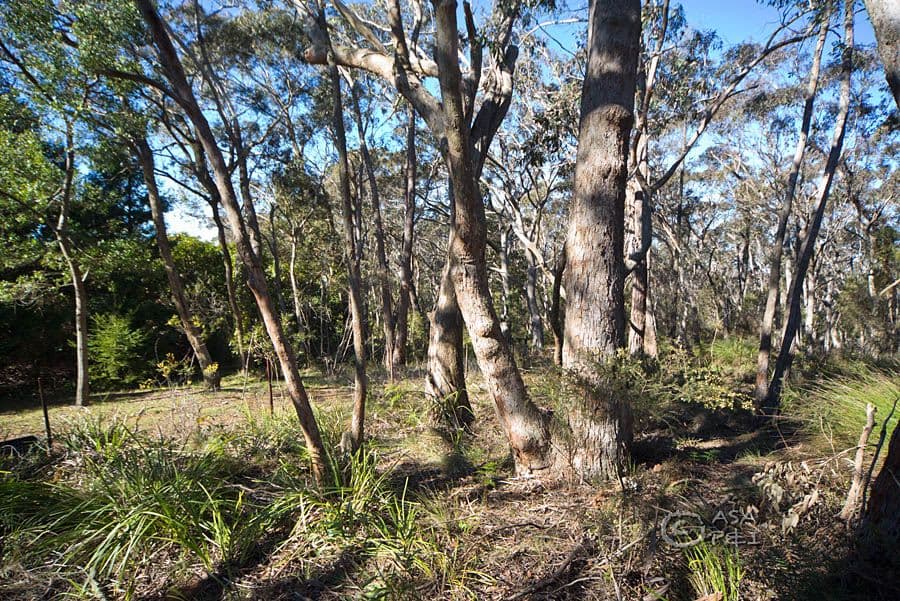29 Braeside Street, Blackheath NSW 2785, Blackheath - Thumbnail 7