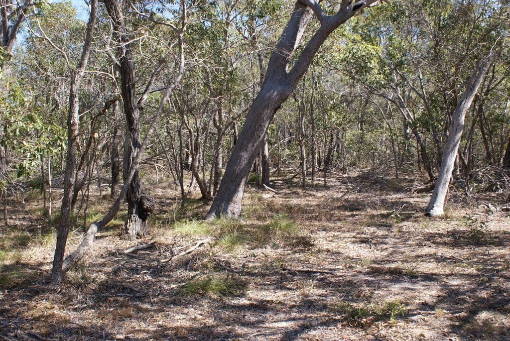Lot 76 Wistari Terrace, Agnes Water QLD 4677, Agnes Water - Thumbnail 4
