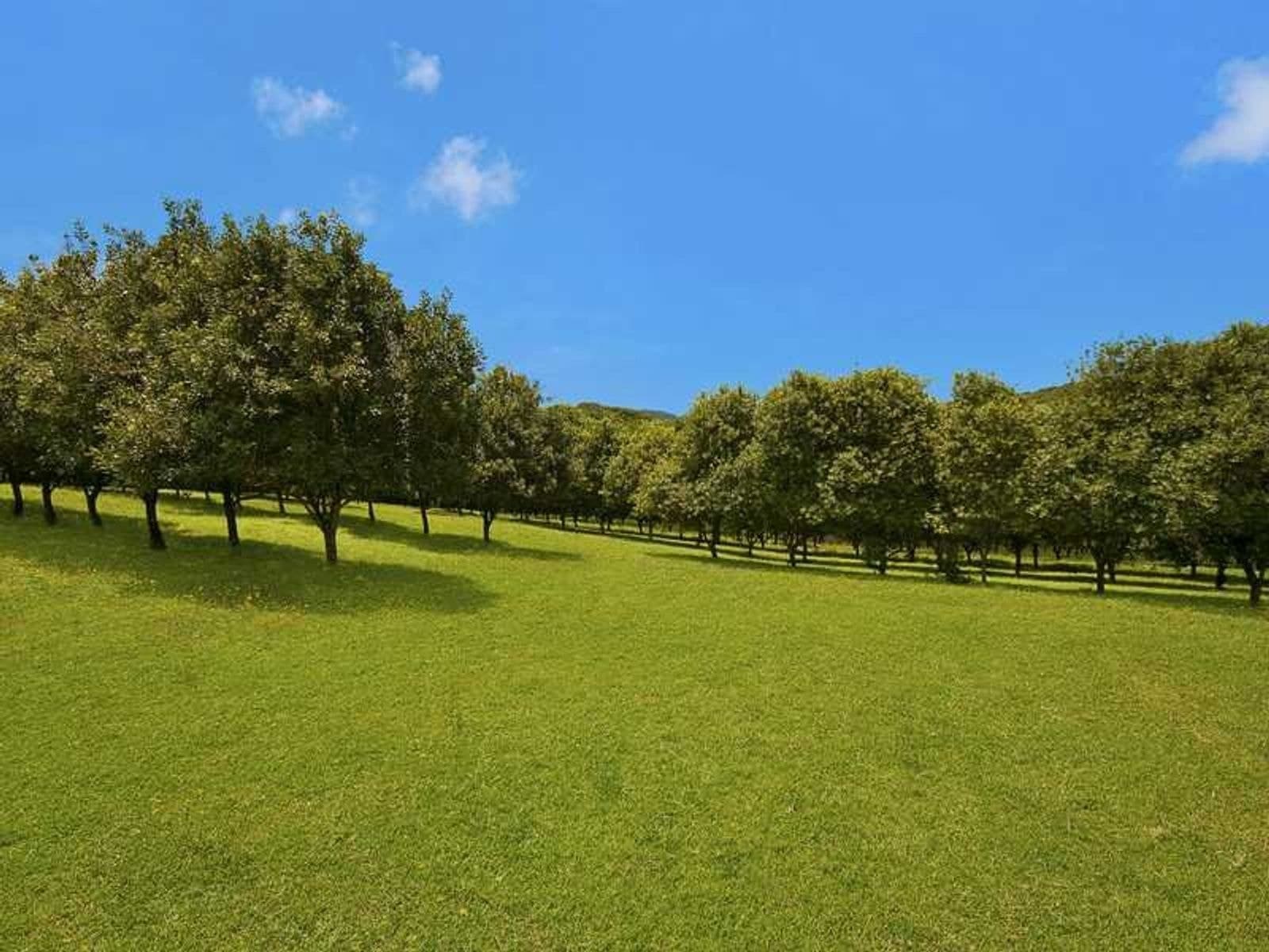 92 Repentance Creek Road, Goonengerry - Thumbnail 7