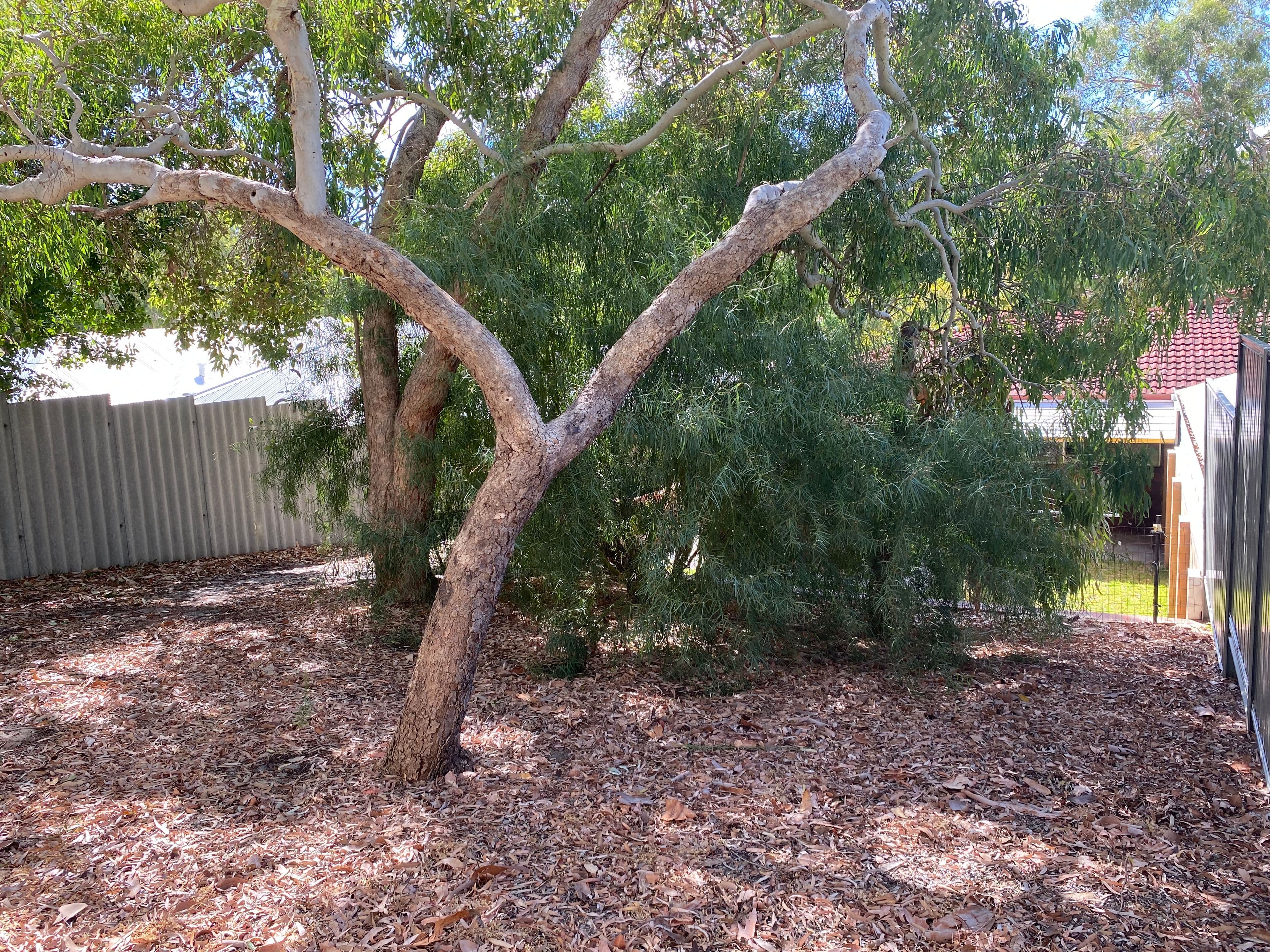 69B Buxton Road, Wembley Downs WA 6019, Wembley Downs - Thumbnail 7