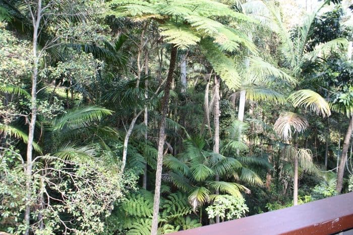 16 Lucania Court, EAGLE HEIGHTS QLD 4271, Eagle Heights - Thumbnail 5