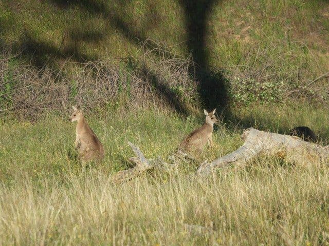 Lot 2 Mutton Falls Road, Bathurst NSW 2795, Bathurst - Thumbnail 8