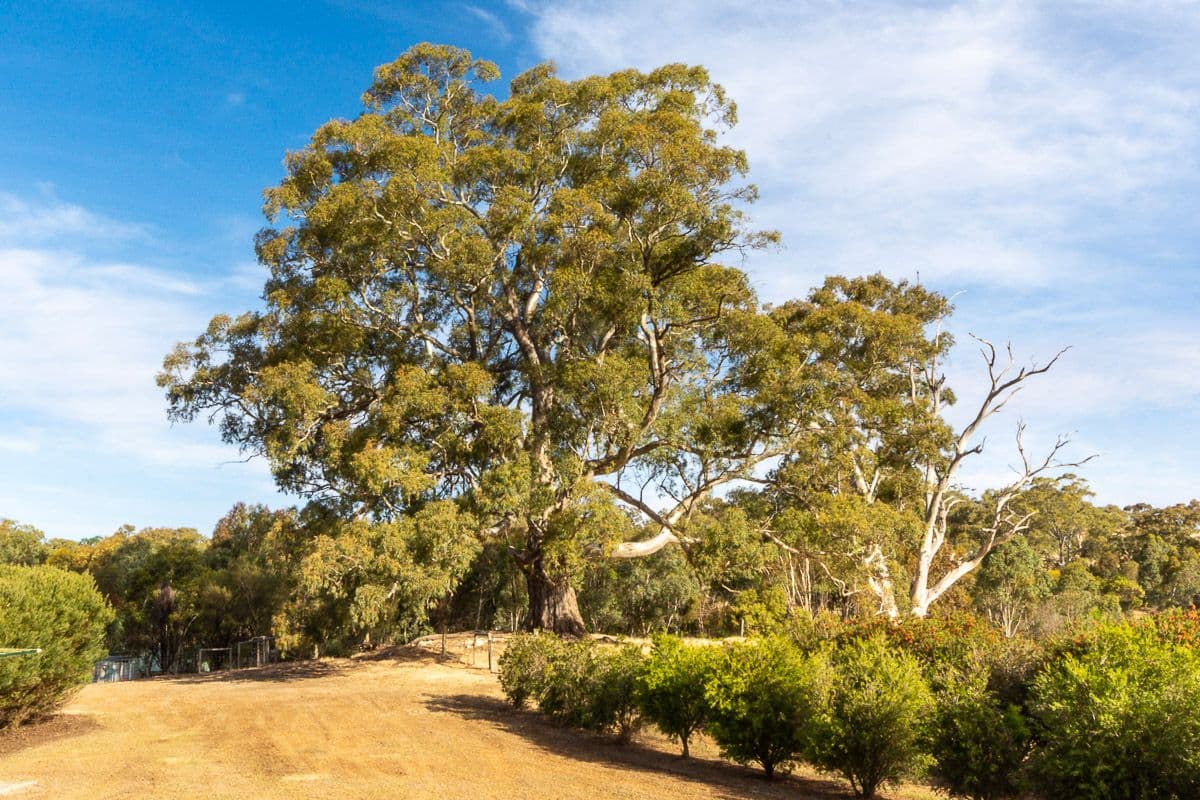 224 Blocks Road, Birdwood SA 5234, Birdwood - Thumbnail 7