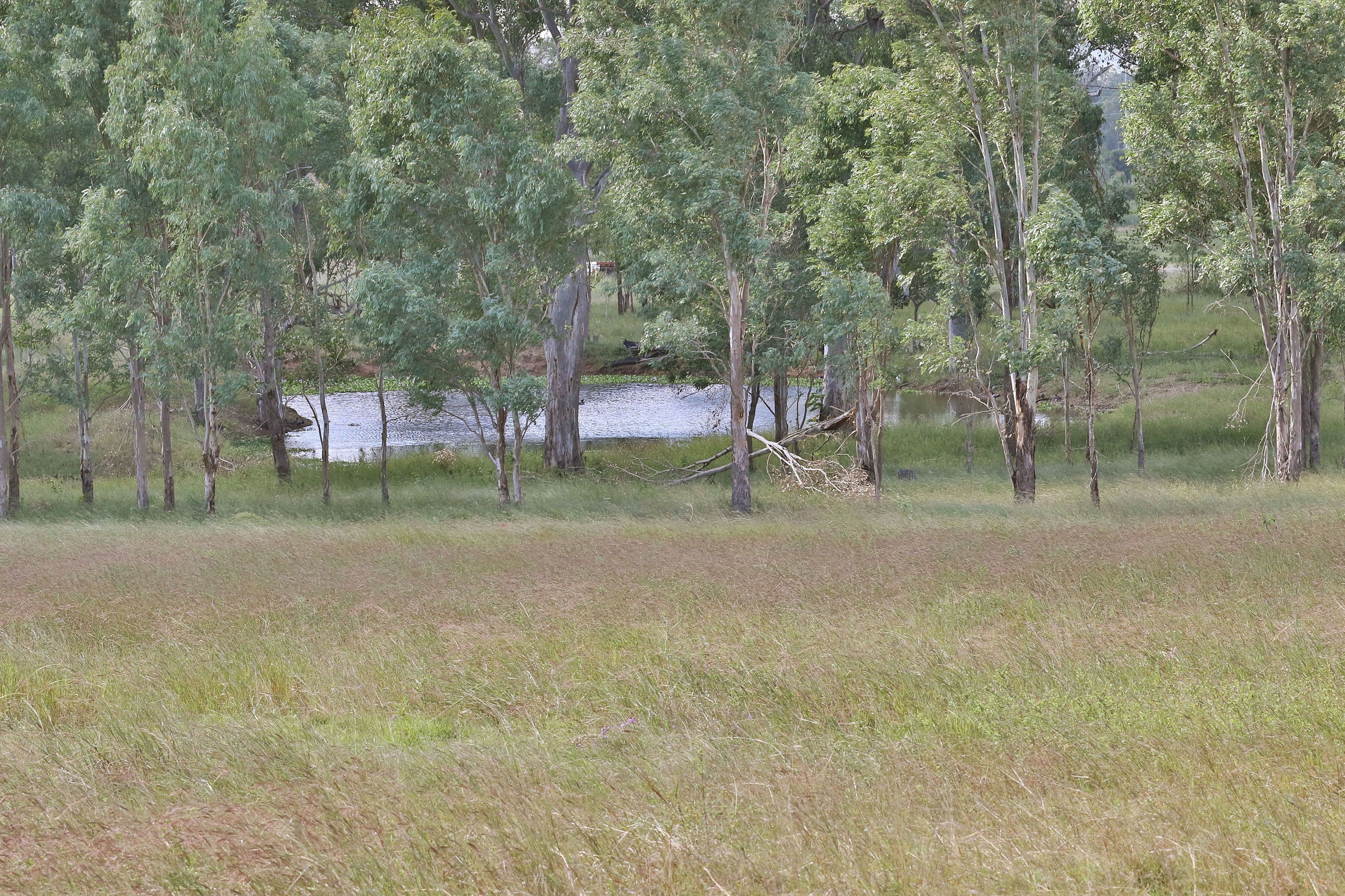 57 Nelson Street, Bundamba QLD 4304, Bundamba - Thumbnail 7