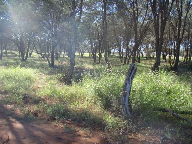 Lot 1 Partridge, CHARLEVILLE QLD 4470, Charleville - Thumbnail 4