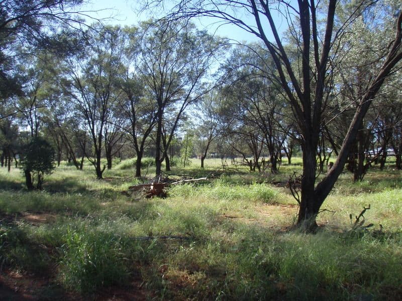 Lot 1 Partridge, CHARLEVILLE QLD 4470, Charleville - Thumbnail 5