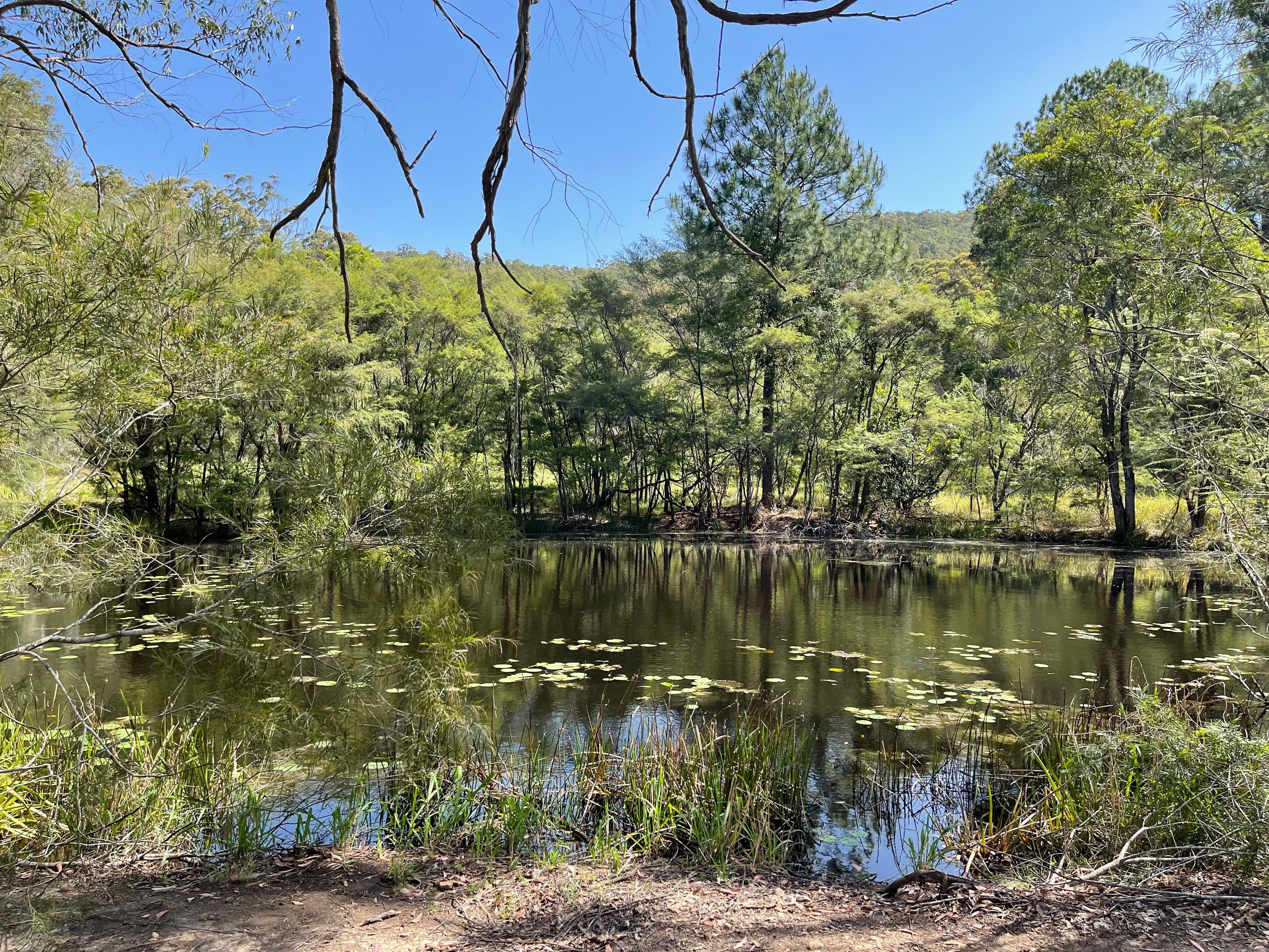 96 Old Schoolhouse Road, Crawford River NSW 2423, Crawford River - Thumbnail 7