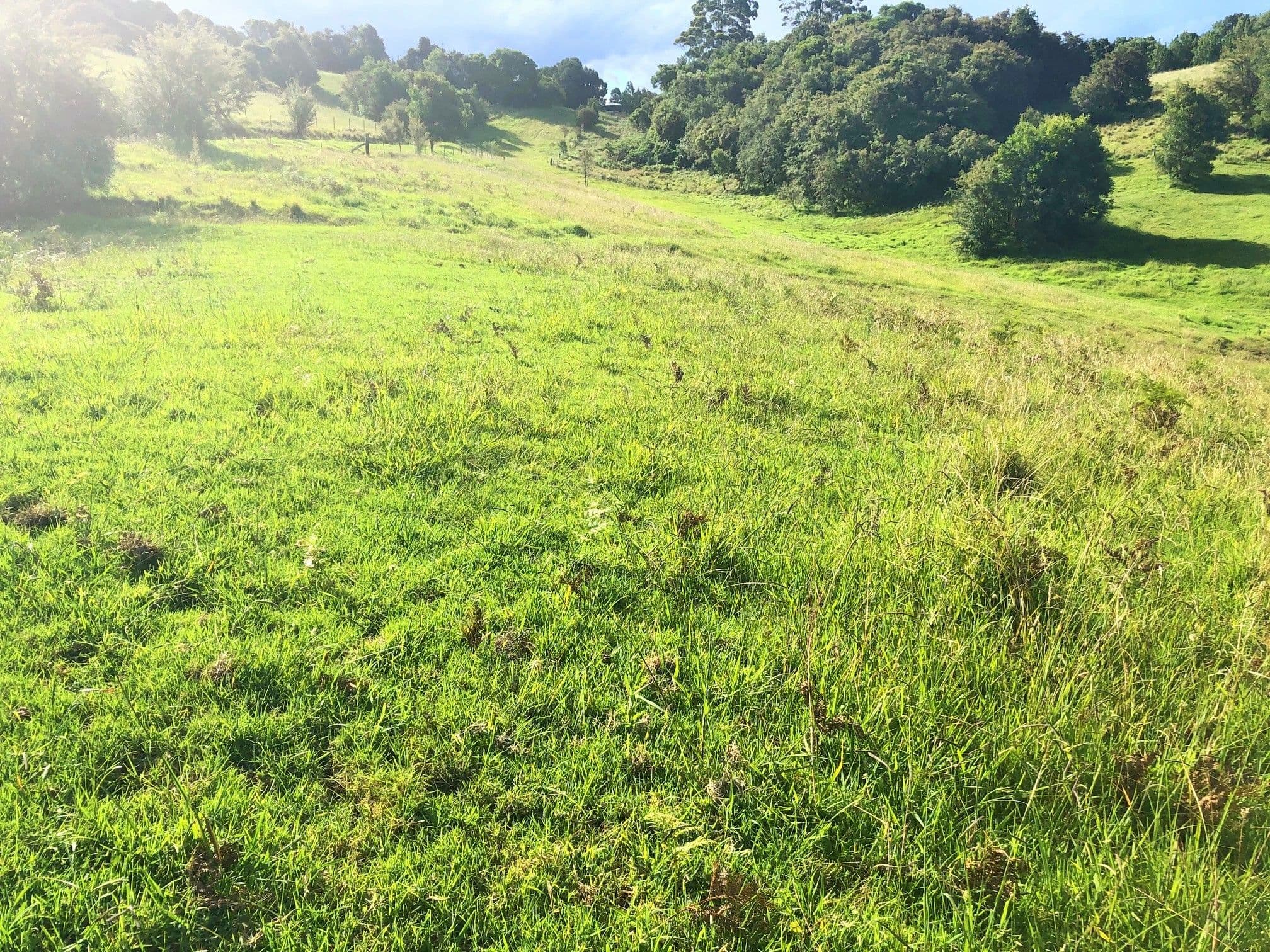 1097 Deer Vale Road, Deer Vale, Dorrigo NSW 2453, Dorrigo - Thumbnail 4
