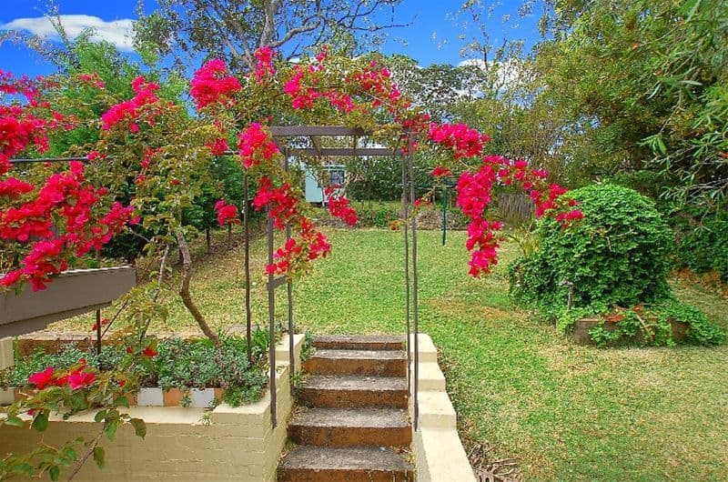 38 Austin Street, LANE COVE NSW 2066, Lane Cove - Thumbnail 3