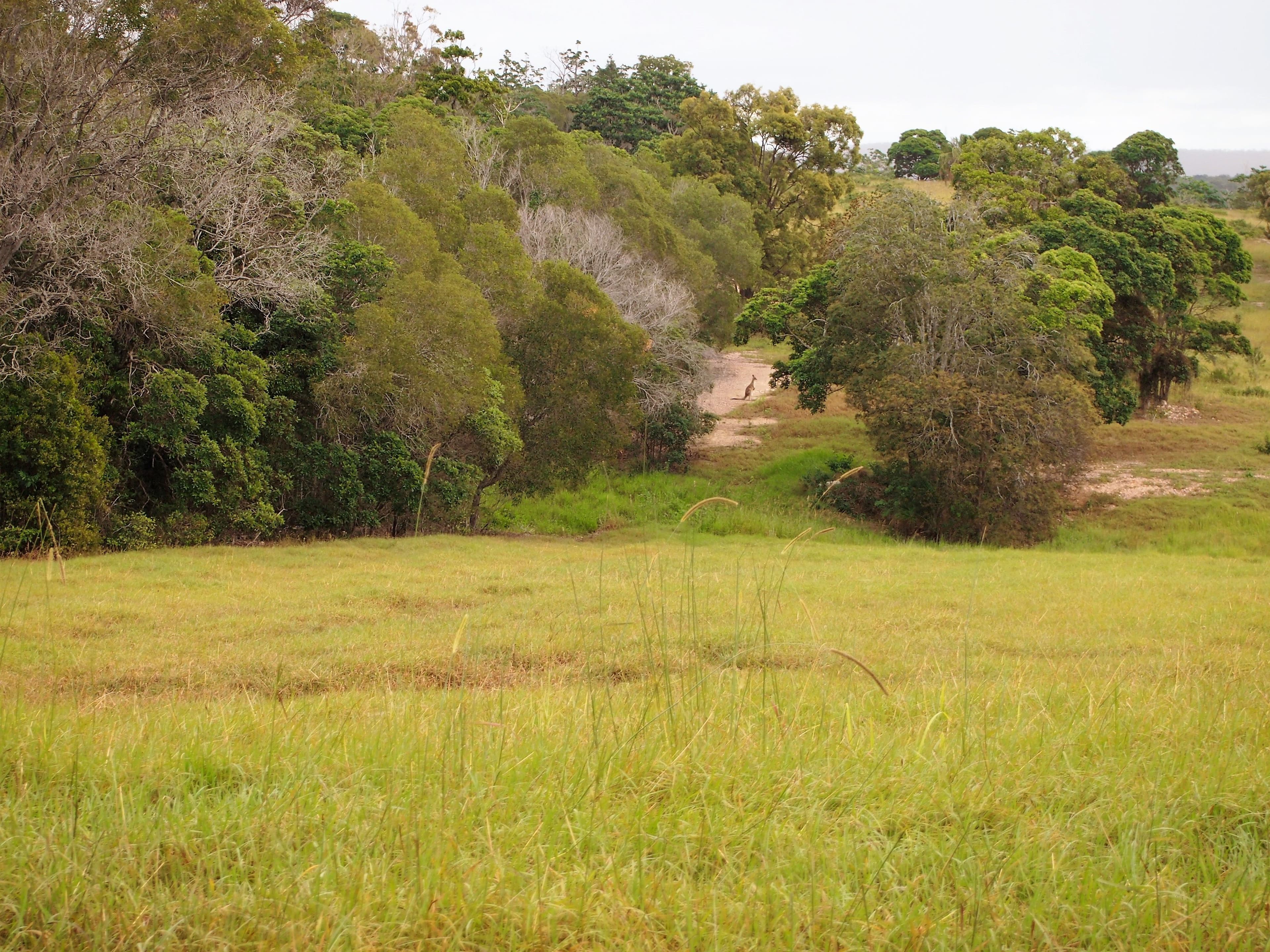 10 Woodgate Avenue, Craignish QLD 4655, Craignish - Thumbnail 3