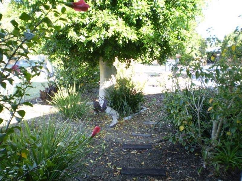 116 Dorothy Street, GOSNELLS WA 6110, Gosnells - Thumbnail 8