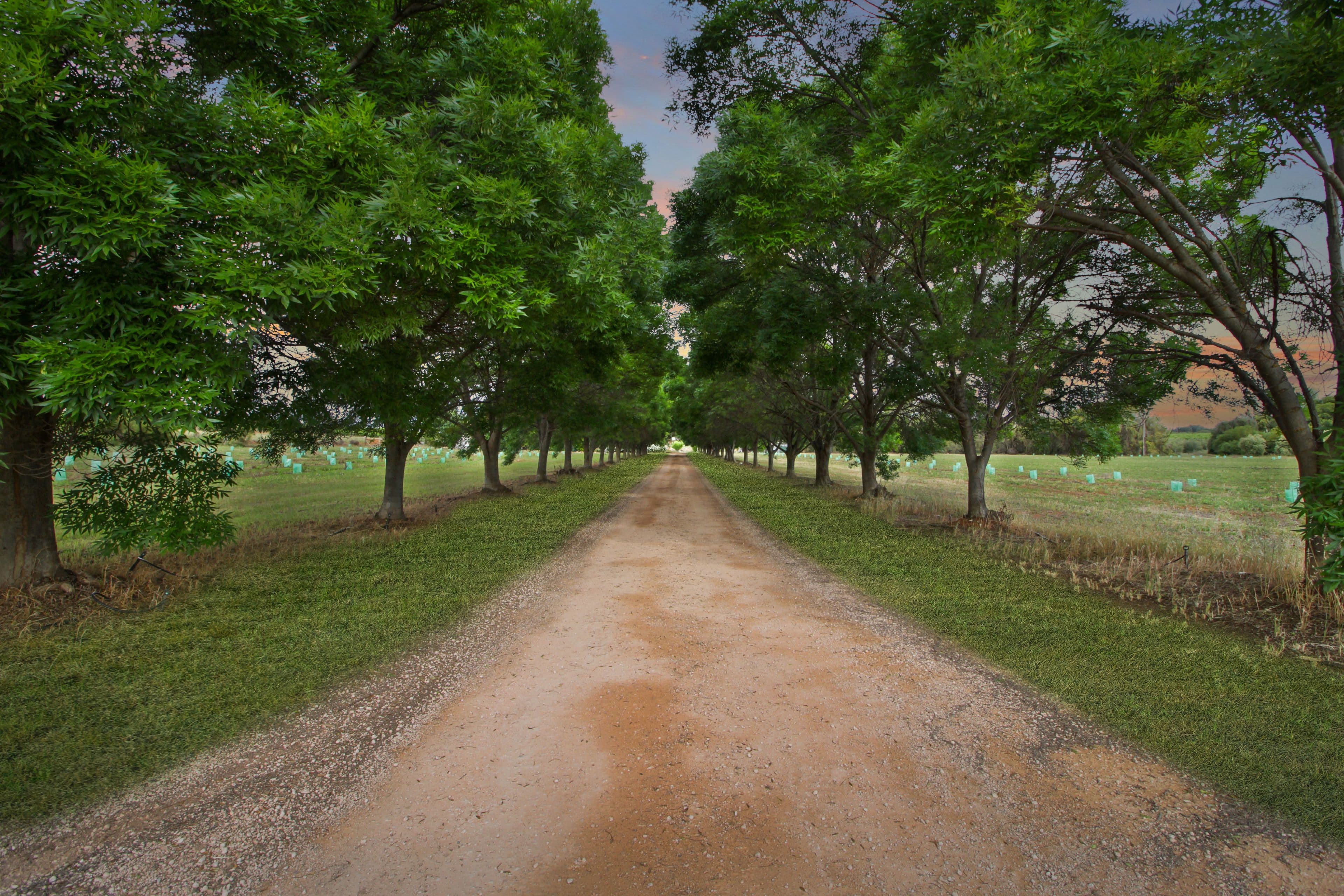 458 Chowilla Street, Renmark SA 5341, Renmark West - Thumbnail 2