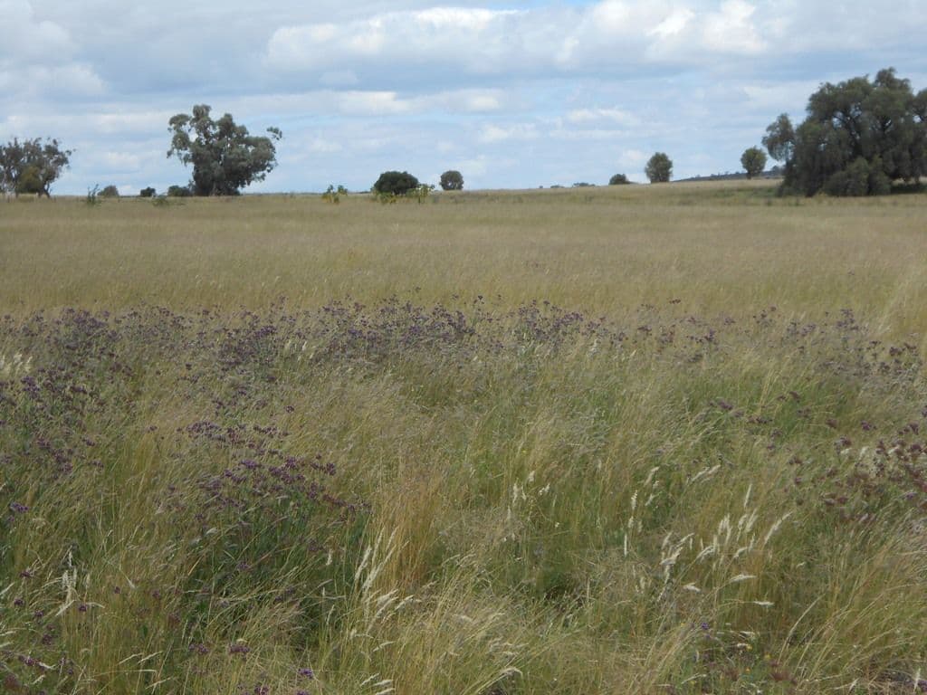4 Honeyeater Place, MOORE CREEK NSW 2340, Moore Creek - Thumbnail 5