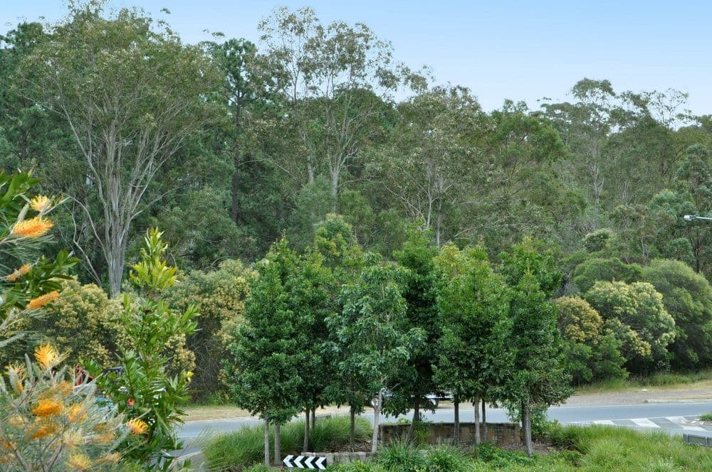 61 Emerald Crescent, SPRINGFIELD QLD 4300, Springfield - Thumbnail 6