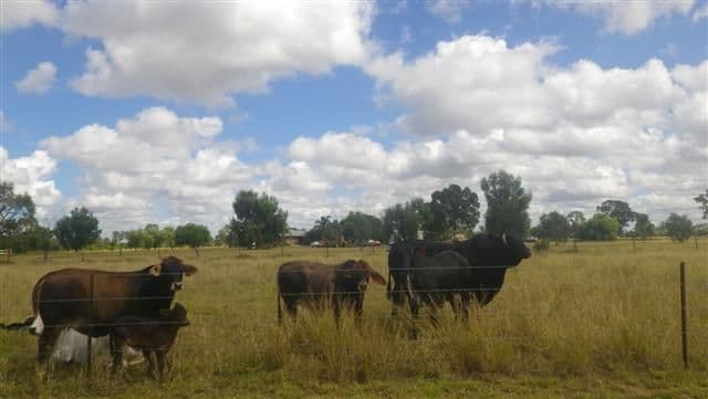 10 Bungeworgorai Lane, ROMA QLD 4455, Roma - Thumbnail 6