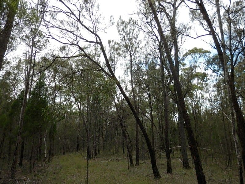 17 Ash Court, WATTLE RIDGE QLD 4357, Wattle Ridge - Thumbnail 5