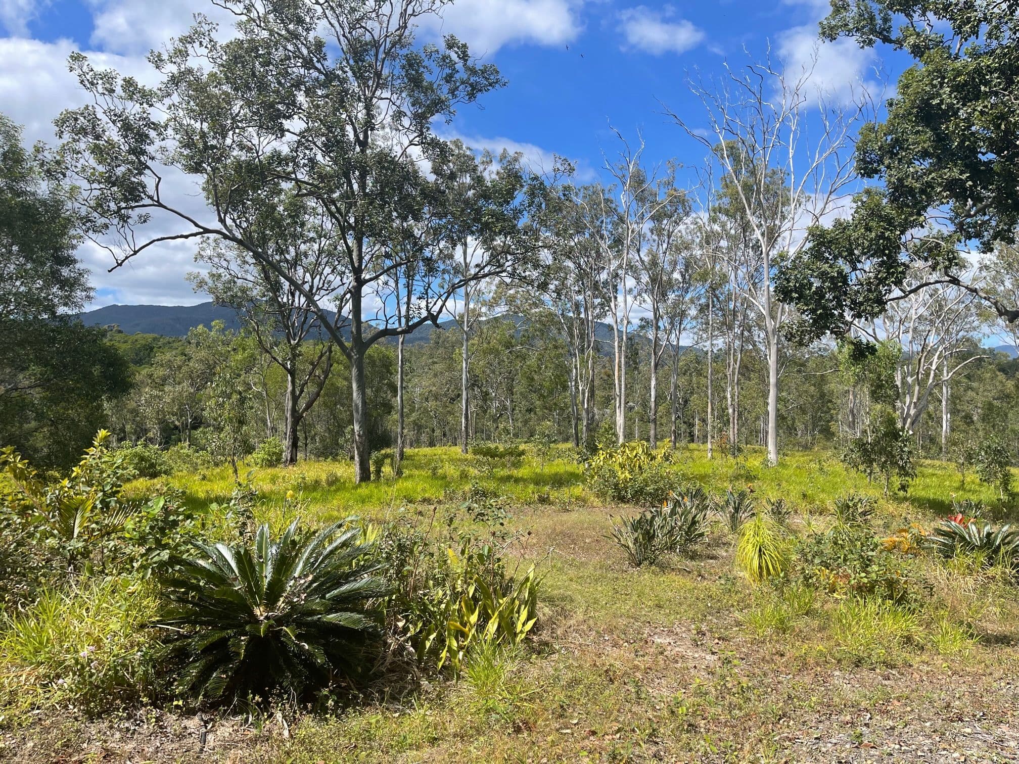 397 Speewah Road, Speewah QLD 4881, Speewah - Thumbnail 3