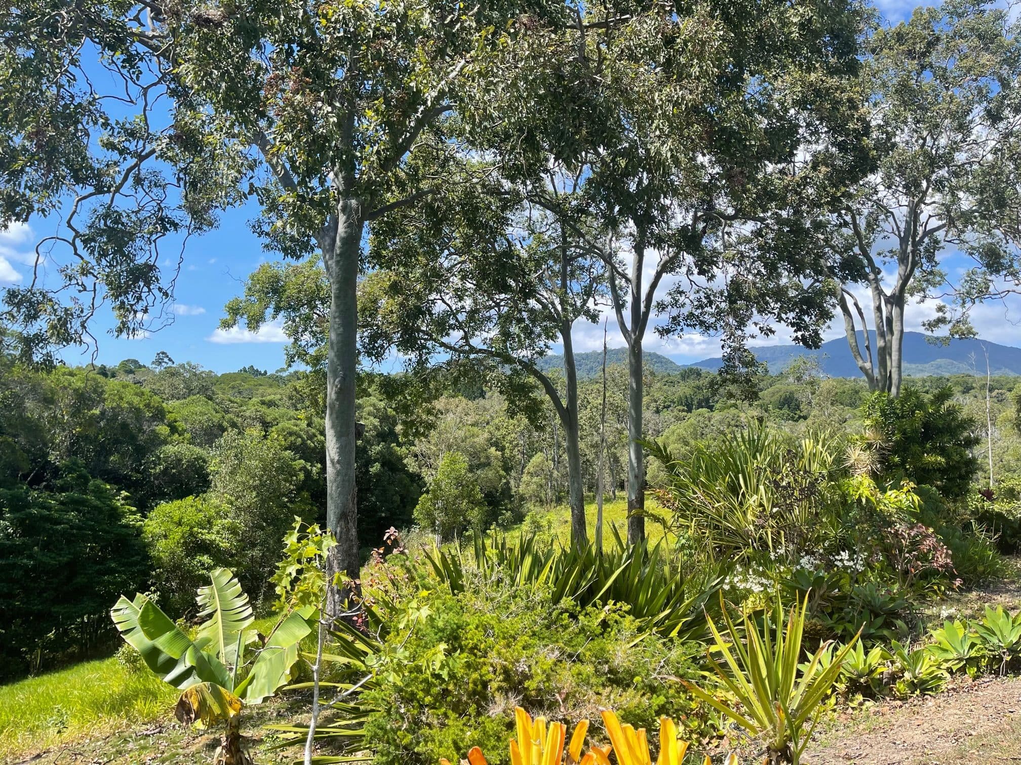 397 Speewah Road, Speewah QLD 4881, Speewah - Thumbnail 6