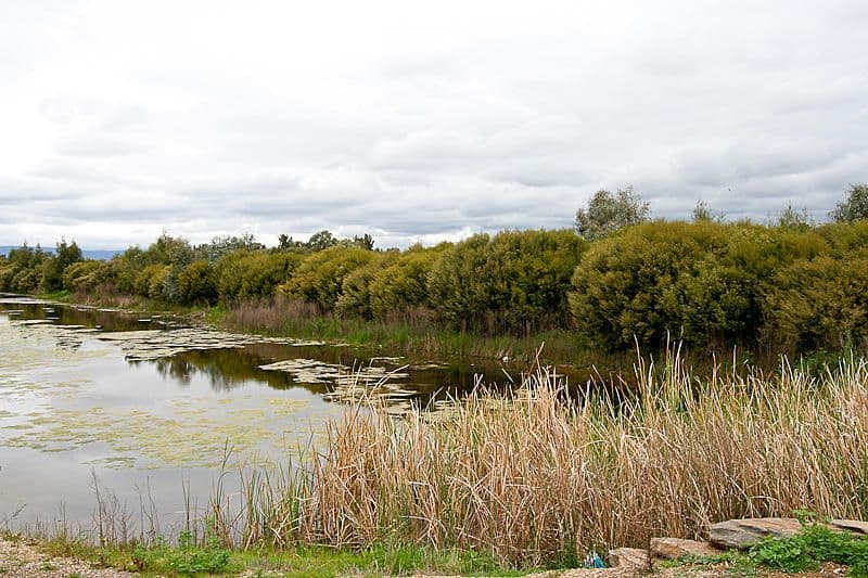 6  Everglade Street, MAWSON LAKES SA 5095, Mawson Lakes - Thumbnail 8