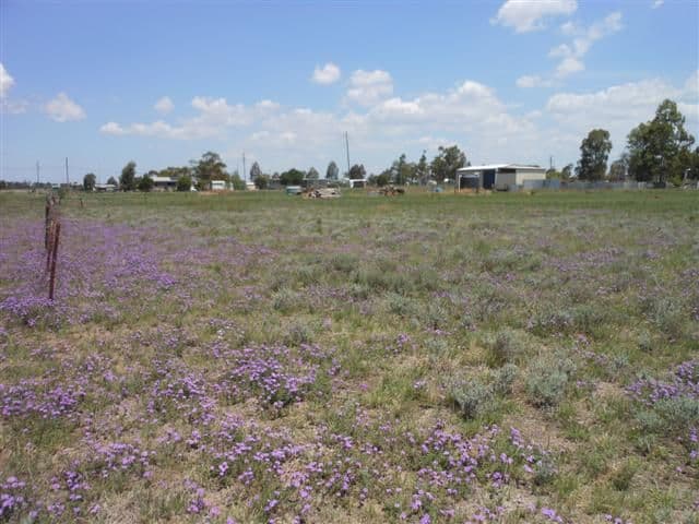 26 Baron Street, JONDARYAN QLD 4403, Jondaryan - Thumbnail 4