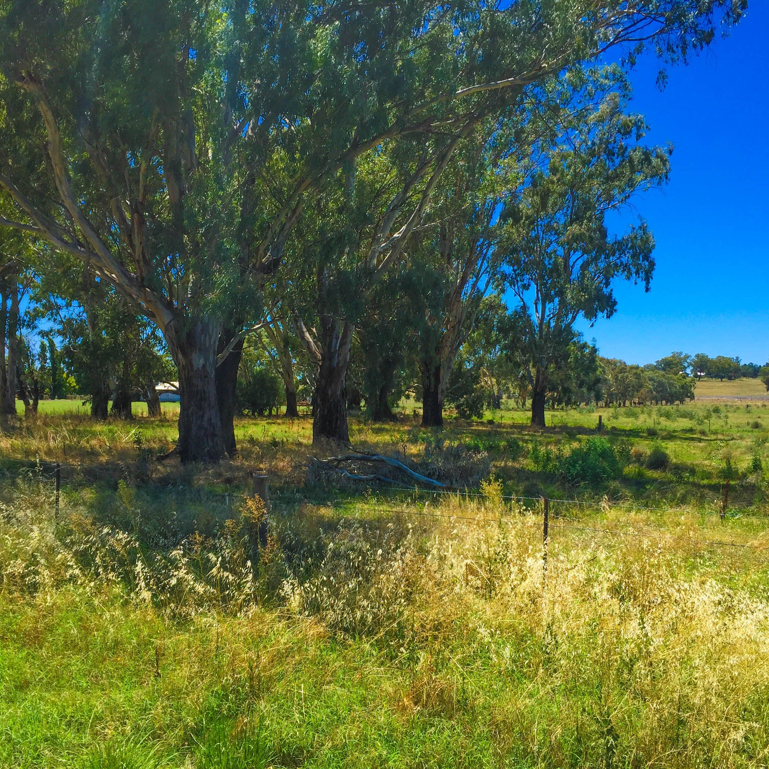 Lot 4 and 5 Irrigation Way, Narrandera NSW 2700, Narrandera - Image 1