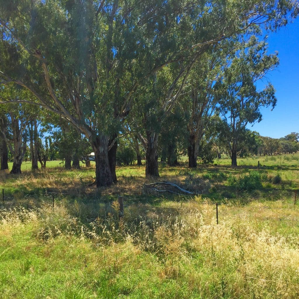 Lot 4 and 5 Irrigation Way, Narrandera NSW 2700, Narrandera - Thumbnail 3