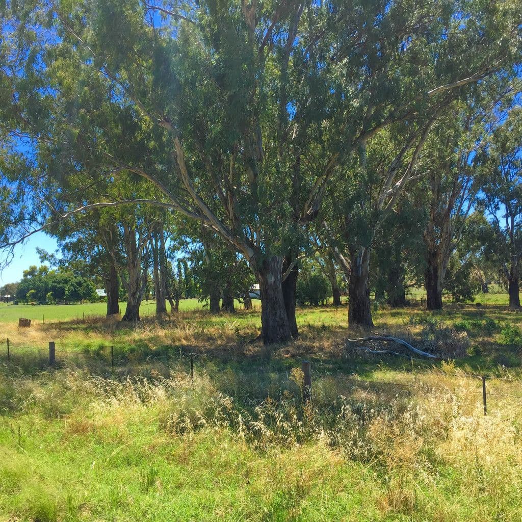 Lot 4 and 5 Irrigation Way, Narrandera NSW 2700, Narrandera - Thumbnail 4