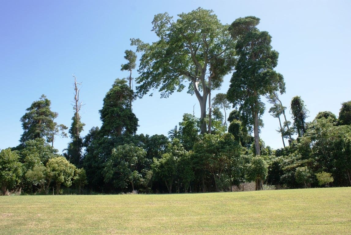 Lot 65 Purtaboi Close, Mission Beach QLD 4852, Mission Beach - Thumbnail 6