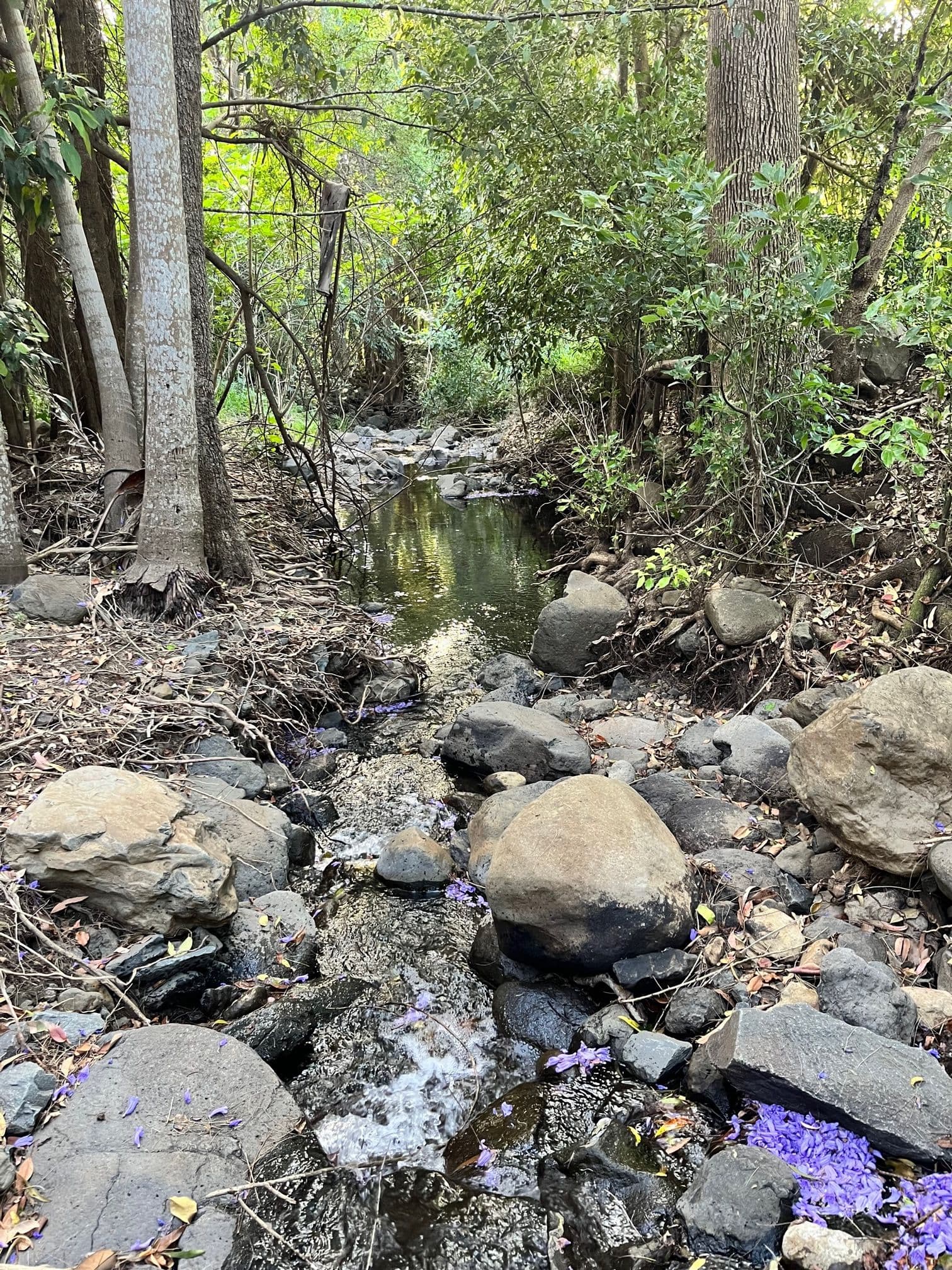 Bluegum Drive, Wonglepong QLD 4275, Wonglepong - Thumbnail 7